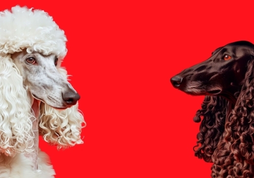 The_Every-CURL-WAVE-INFUSION-white_dog_dark_dog_HERO-16x9-1